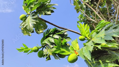 Fresh green breadfruit hanging on a tropical tree with broad glossy leaves under bright sunlight.