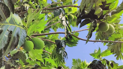 Fresh green breadfruit hanging on a tropical tree with broad glossy leaves under bright sunlight.
