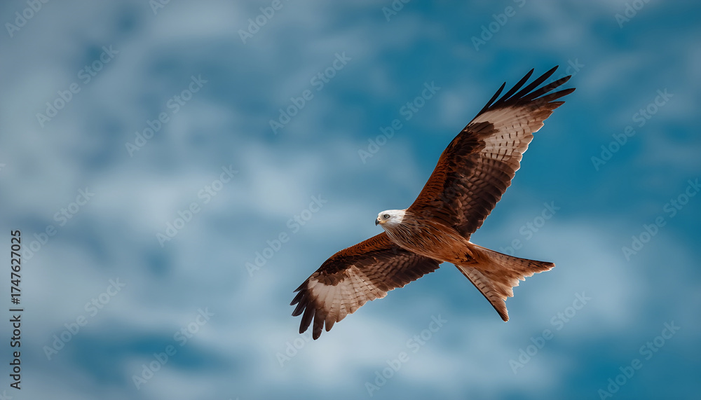 Fototapeta premium A bird is flying in the sky with its wings spread wide