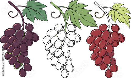 The vibrant vector illustration depicts a bunch of fresh grapes on a vine branch, symbolizing a sweet autumn harvest for wine and food