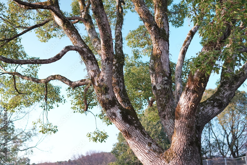 Fototapeta premium 青空を背景に、太い複数の幹が複雑に分岐し、表面にはコケが生え、わずかに葉を残した古い巨木を見上げるように捉えたダイナミックなクローズアップ
