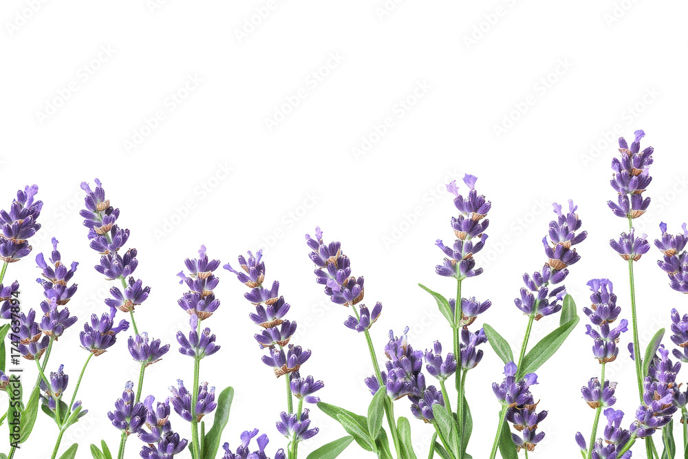 Naklejka premium Fragrant lavender sprigs create a beautiful border, showcasing nature's beauty in a simple and elegant display for all occasions