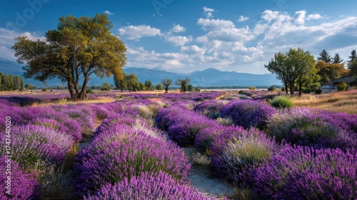 Vibrant blooming lavender fields with lush green trees clear blue sky distant mountains scenic landscape in a rural countryside setting du daytime