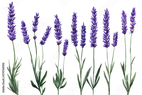 Collection of grunge oil painted lavender showcases vibrant purple flowers with lush green stems against a simple backdrop for an artistic floral display