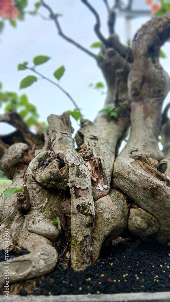 Fototapeta premium Old Bonsai Tree Trunk and Roots Close-Up