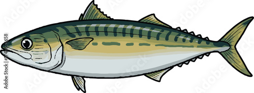 Mackerel Fish Vector Illustration – Fresh Seafood Design