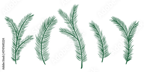 Set of green spruce branches. Hand drawn twigs of coniferous tree. Clip art of group of pine branches with needles, vector elements