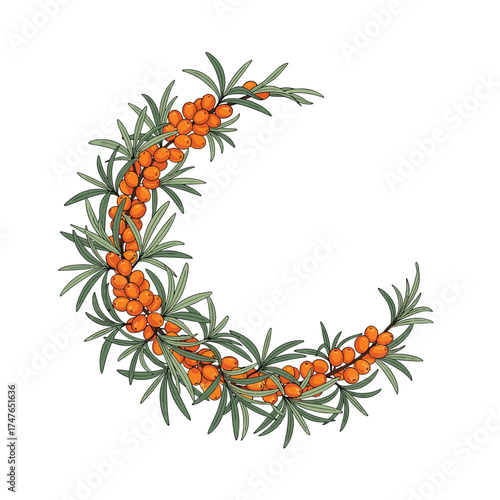 A crescent shaped arrangement of sea buckthorn berries and leaves.This image is isolated on a white background.