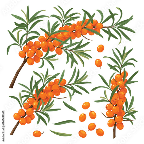 Hand drawn illustration of sea buckthorn berries on branches with leaves.