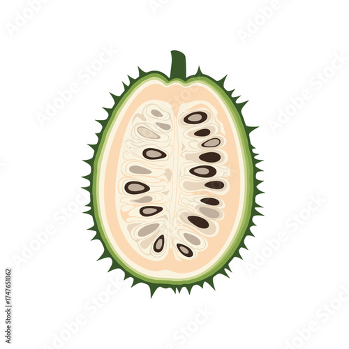 Kiwi fruit cross section showing pulp seeds and rind.