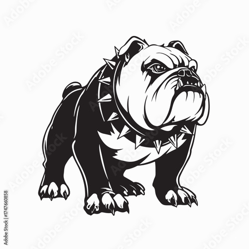 Muscular Bulldog Standing in Dominant Stance Vector Image on white background