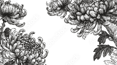Elegant chrysanthemum flowers pencil draw in fine black line art. Vector floral corner border with soft organic detail.