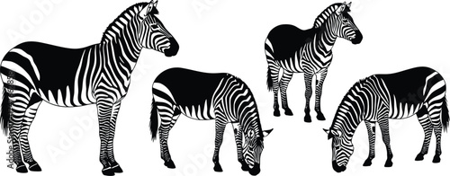 Group of zebra silhouettes in various poses, including standing, grazing and looking around