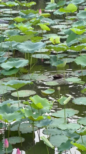a lotus leaf of a pond