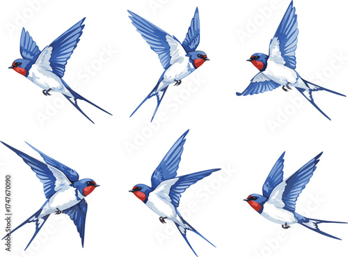 Swallow bird flying poses, blue and white feathers, red throat, dynamic flight motion, cad drawing, flat vector illustration, isolated on white