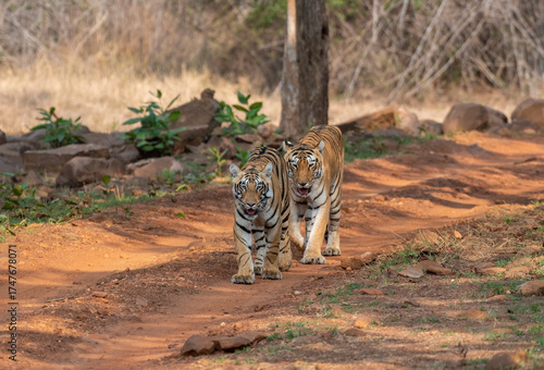 Two tigers walking on the forest road. Close up, selective focus.