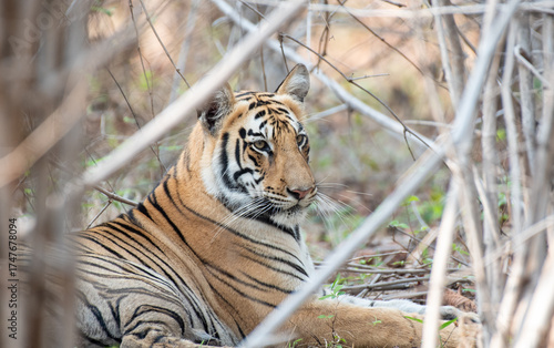 Tiger resting in the dense forest. Close up, selective focus.