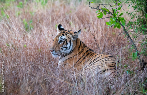 Tiger resting in the dense forest. Close up, selective focus.