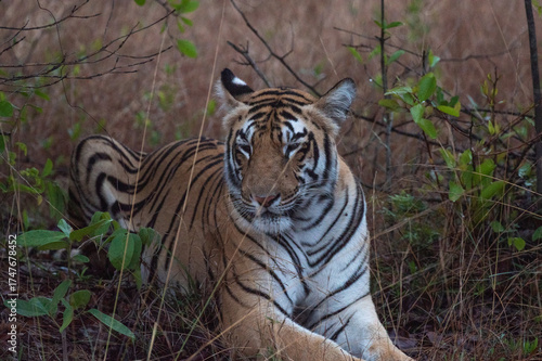 Tiger resting in the dense forest. Close up, selective focus.