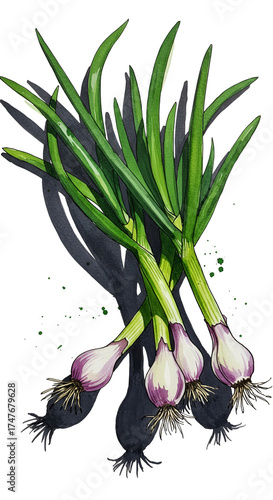 Illustration of green onions with roots and purple bulbs isolated