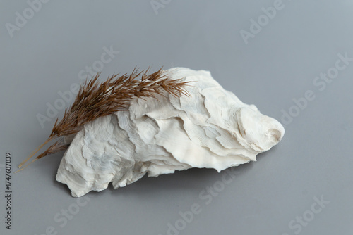Natural seashells and dry grass composition on grey background
