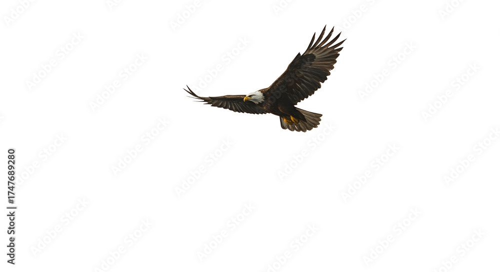 Fototapeta premium Isolated Eagle Flying with Black Background Realistic Photo