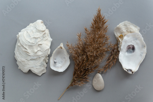 Natural seashells and dry grass composition on grey background