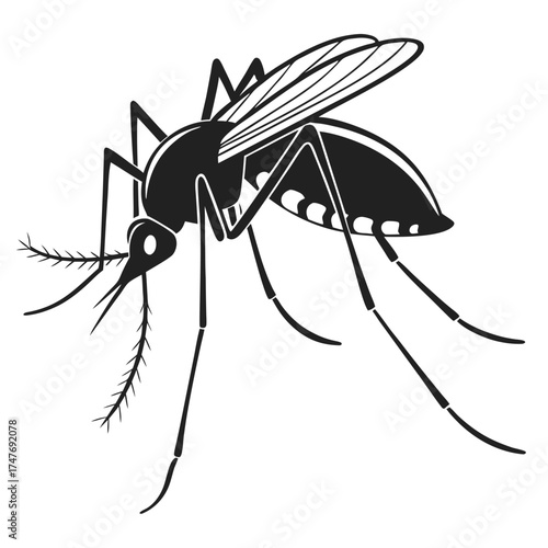 mosquito isolated on white background