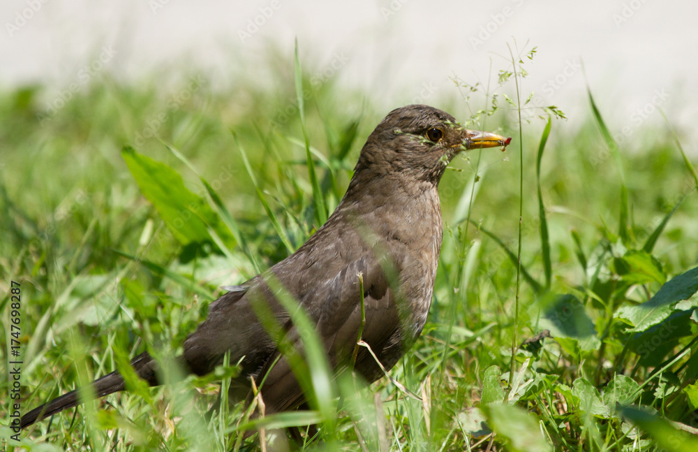 Obraz premium Common blackbird (Turdus merula) female on the ground of Sochi park