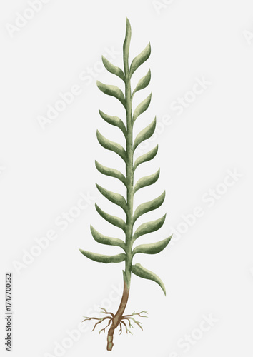 Botanical illustration consisting of roots, stems, leaves and flowers