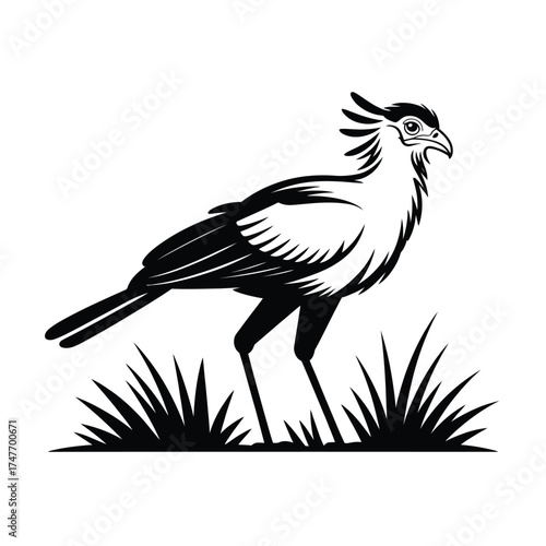 Striking black and white illustration of a secretary bird in grass