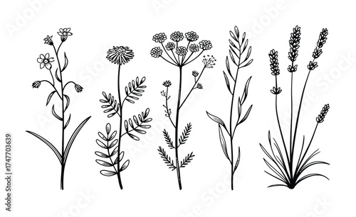 Vector illustration set of five delicate black and white botanical plants scalable eps vector
