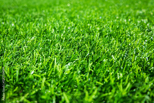 Green grass. background texture. fresh spring green grass.