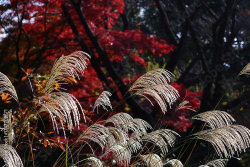日本の秋を象徴する花