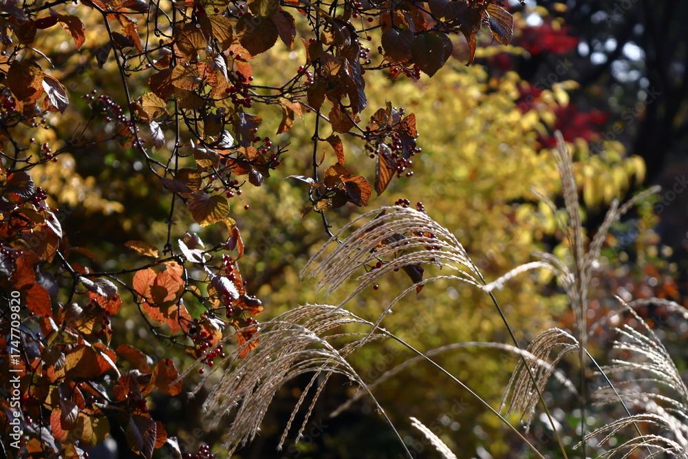 Fototapeta premium 日本の秋を象徴する花
