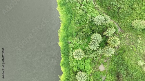 Bird's-eye aerial video captures vibrant riverside landscape, showing a bright green bank lined with palm trees and thick foliage. Ideal for nature, travel, eco, or outdoor lifestyle visuals.