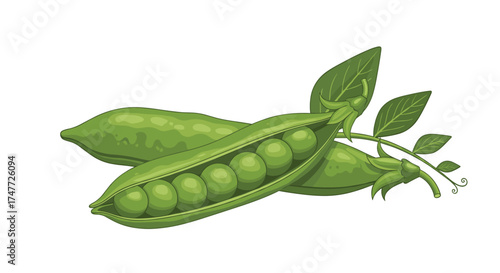 Fresh green peas in pods with leaves and a vine on a white background.
