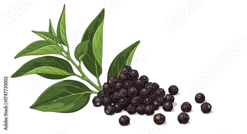 A culinary staple black peppercorns with fresh green leaves from the plant.