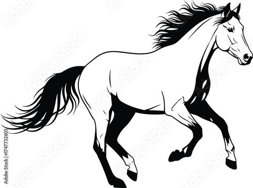 A black and white horse running isolated on white background, a beautiful animal with a long mane
