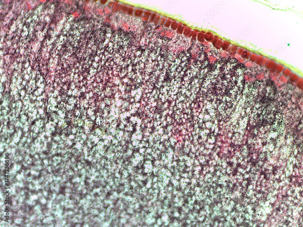 Fototapeta premium Microscopic view of textured surface