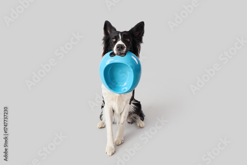 Border Collie dog with empt...