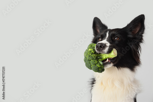 Border Collie dog with broc...