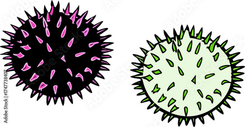 Two halves of a spiky seed pod are centered against a stark white background. The seed pod halves exhibit a contrasting color palette. One half is intact, displaying a textured exterior with a base co