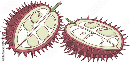 Two halves of a spiky seed pod are centered against a stark white background. The seed pod halves exhibit a contrasting color palette. One half is intact, displaying a textured exterior with a base co