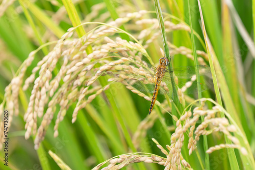 収穫近い黄金色の田園とトンボ