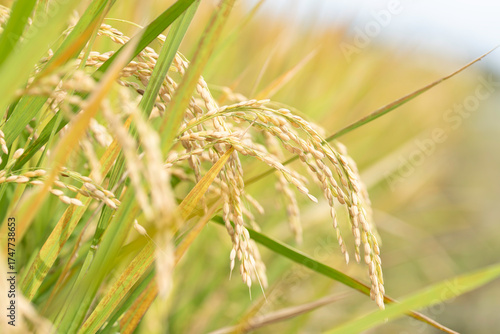 実り豊かな稲田の風景