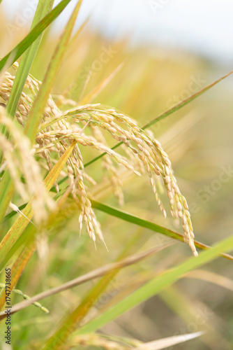 実り豊かな稲田の風景
