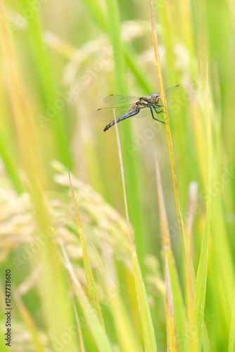 収穫近い黄金色の田園とトンボ