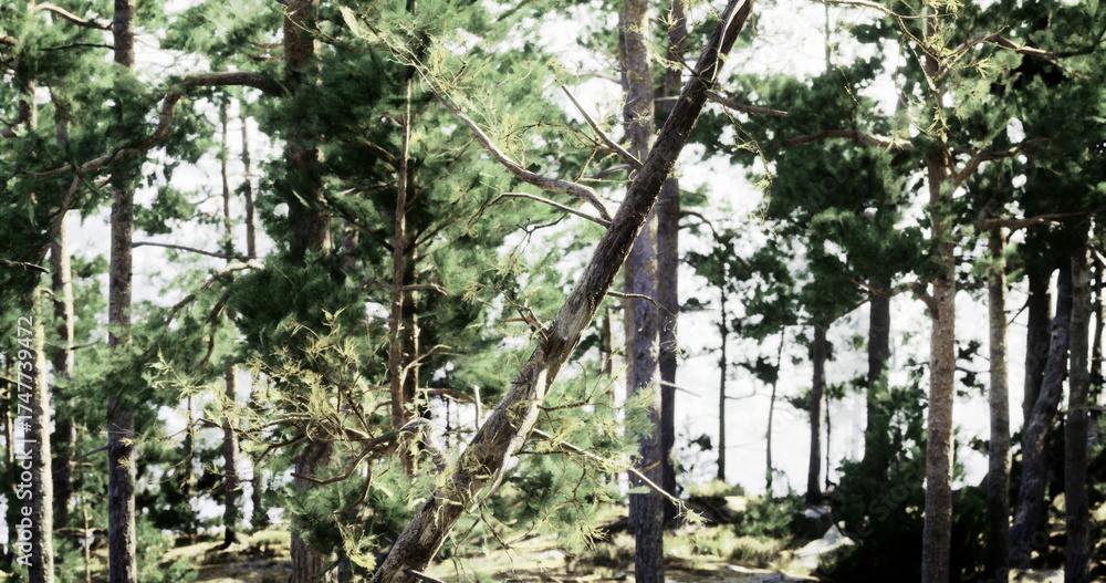 Fototapeta premium Sunlight filters through a dense forest of tall trees, creating patterns of light on the ground. A serene lakeside view is visible in the background, enhancing the peaceful atmosphere.