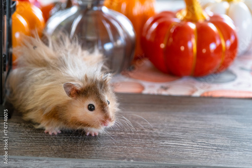 Funny shaggy fluffy hamster in Halloween and autumn decor among pumpkins, yellow leaves on table. Harvest Festival